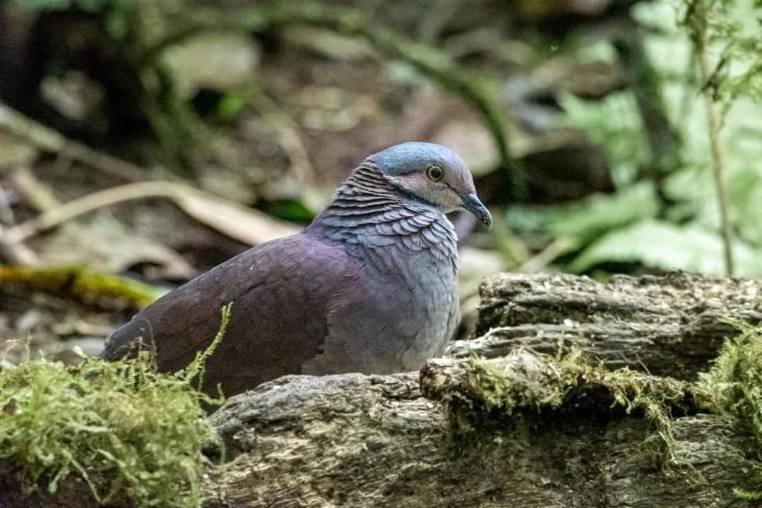 Bosque De Niebla Birding & Nature Cali Εξωτερικό φωτογραφία