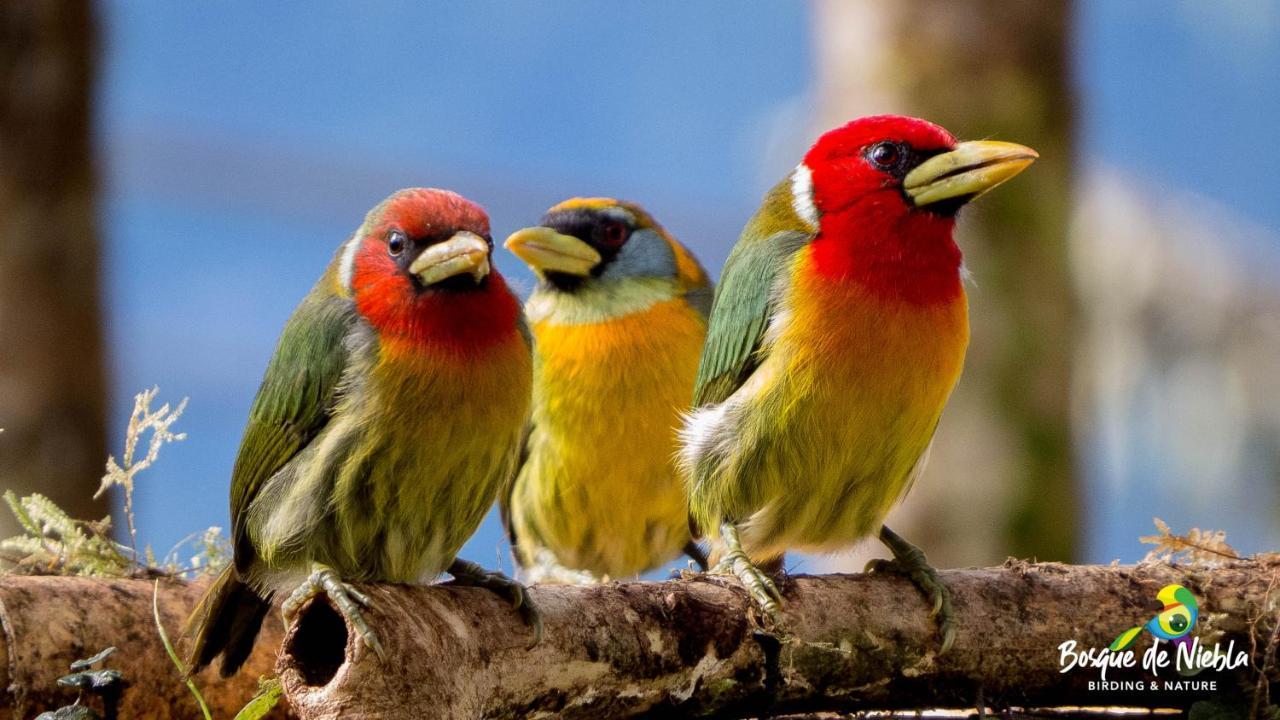 Bosque De Niebla Birding & Nature Cali Εξωτερικό φωτογραφία