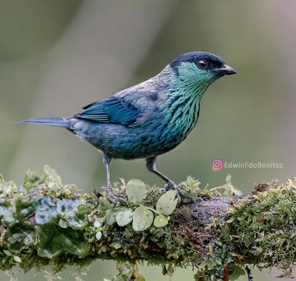 Bosque De Niebla Birding & Nature Cali Εξωτερικό φωτογραφία