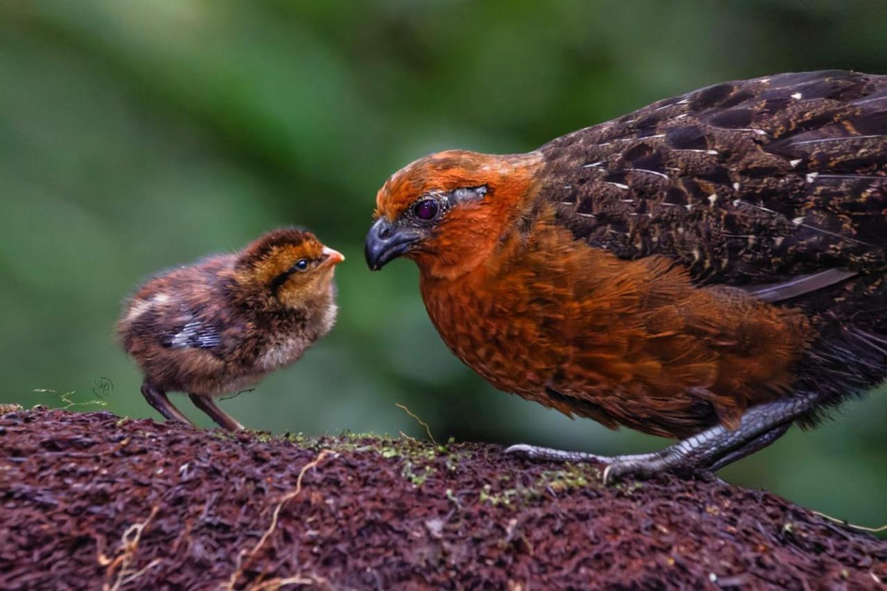 Bosque De Niebla Birding & Nature Cali Εξωτερικό φωτογραφία