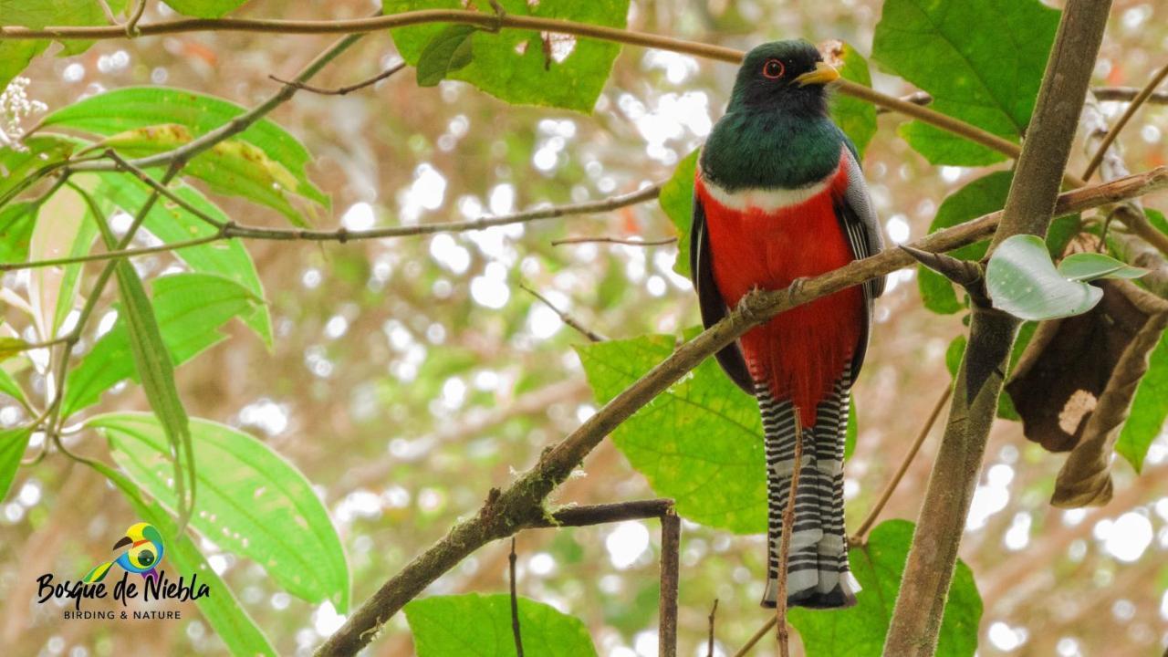 Bosque De Niebla Birding & Nature Cali Εξωτερικό φωτογραφία