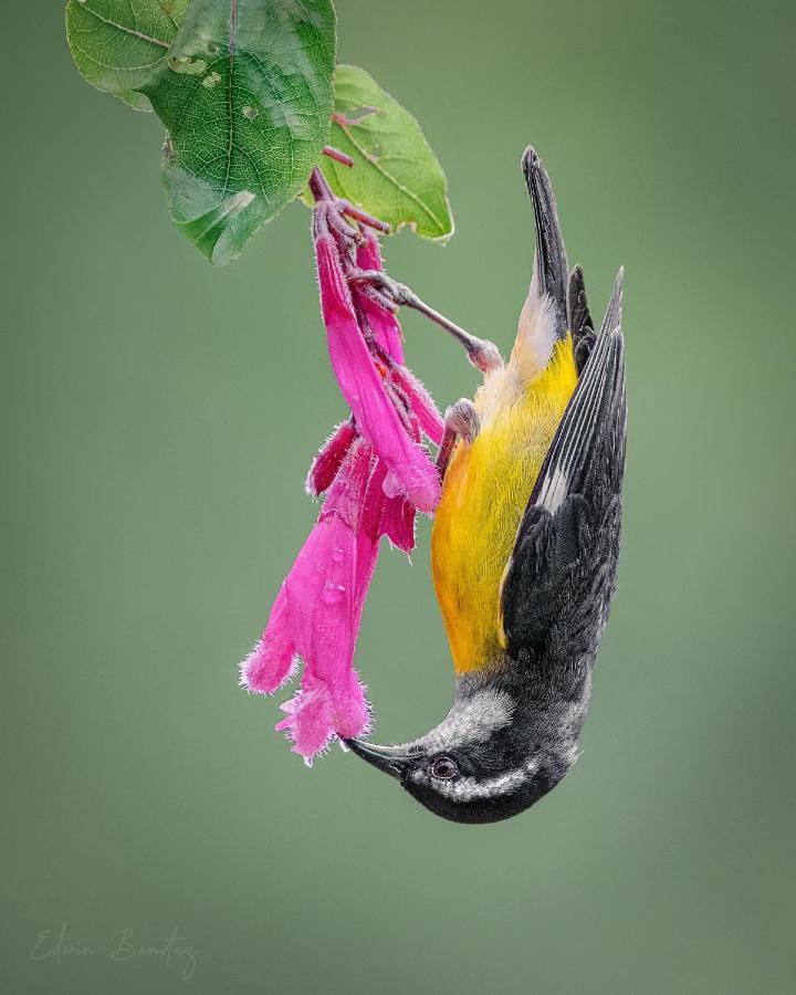 Bosque De Niebla Birding & Nature Cali Εξωτερικό φωτογραφία