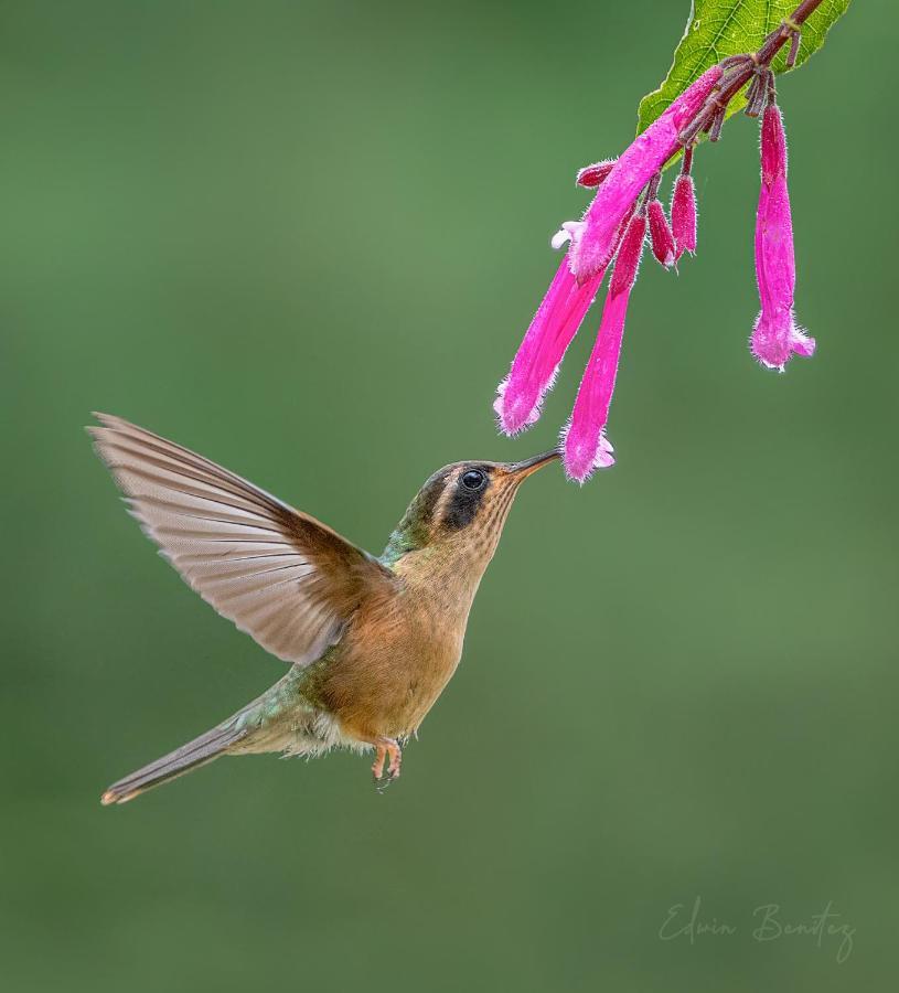 Bosque De Niebla Birding & Nature Cali Εξωτερικό φωτογραφία